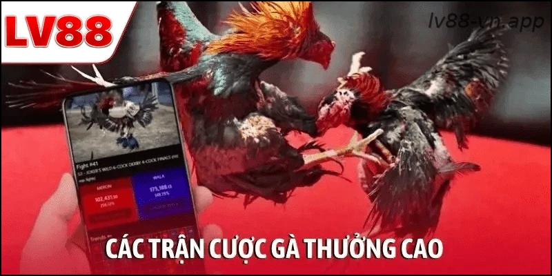 Các trận đá gà trực tuyến và tỷ lệ cược được cập nhật tại LV88