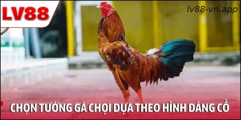 Chọn tướng gà chọi chiến dựa theo hình dáng cổ