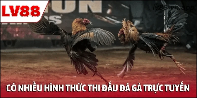 Có nhiều hình thức thi đấu trong đá gà trực tuyến