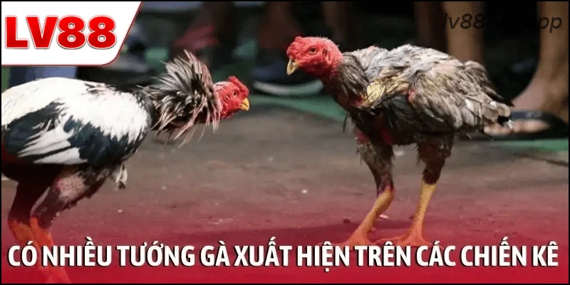 Có nhiều tướng gà xuất hiện trên các chiến kê mạnh