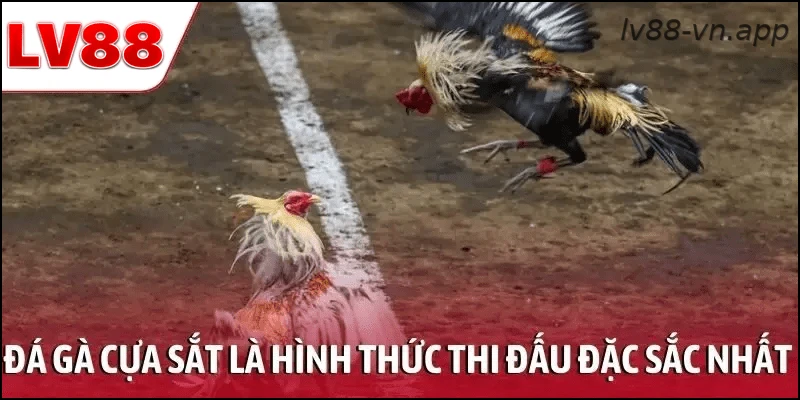 Đá gà cựa sắt là hình thức thi đấu đặc sắc nhất