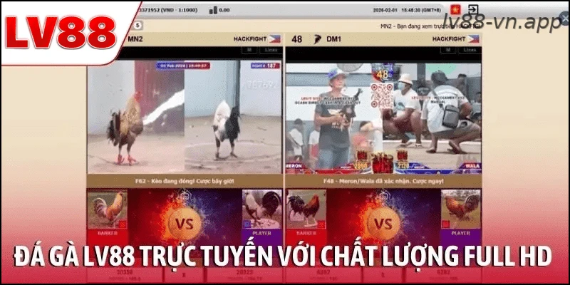 Xem đá gà LV88 trực tuyến với chất lượng full HD