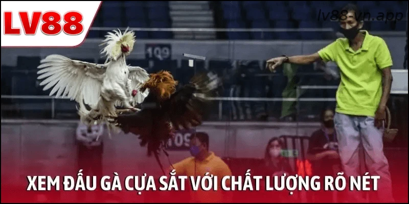 Xem đấu gà cựa sắt với chất lượng hình ảnh rõ nét