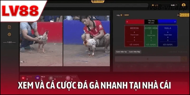 Xem và cá cược đá gà nhanh tại nhà cái trực tuyến